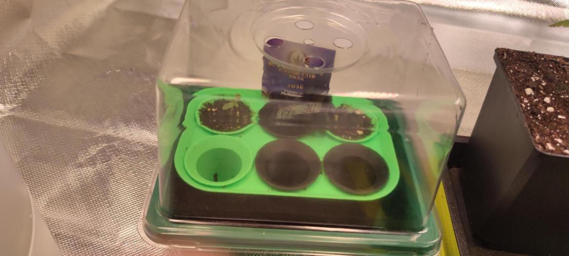 Eternity Grow Sticky Broccoli. Week 0