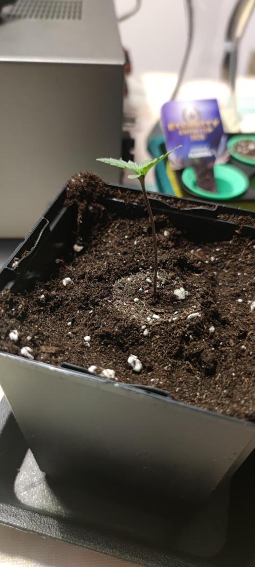 Eternity Grow Sticky Broccoli. Week 0