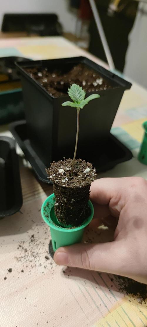 Eternity Grow Sticky Broccoli. Week 0