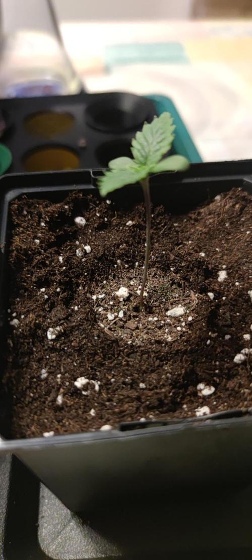 Eternity Grow Sticky Broccoli. Week 0