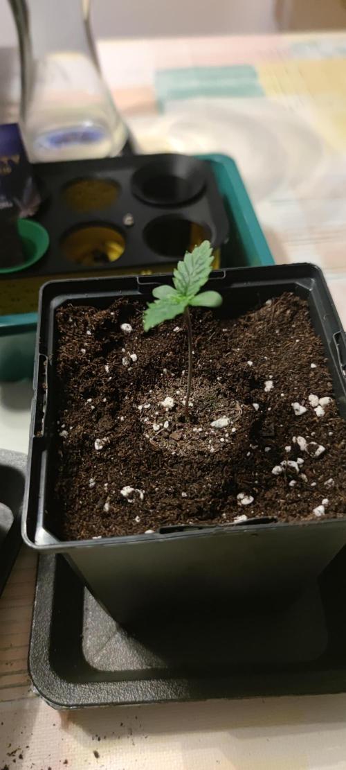 Eternity Grow Sticky Broccoli. Week 0