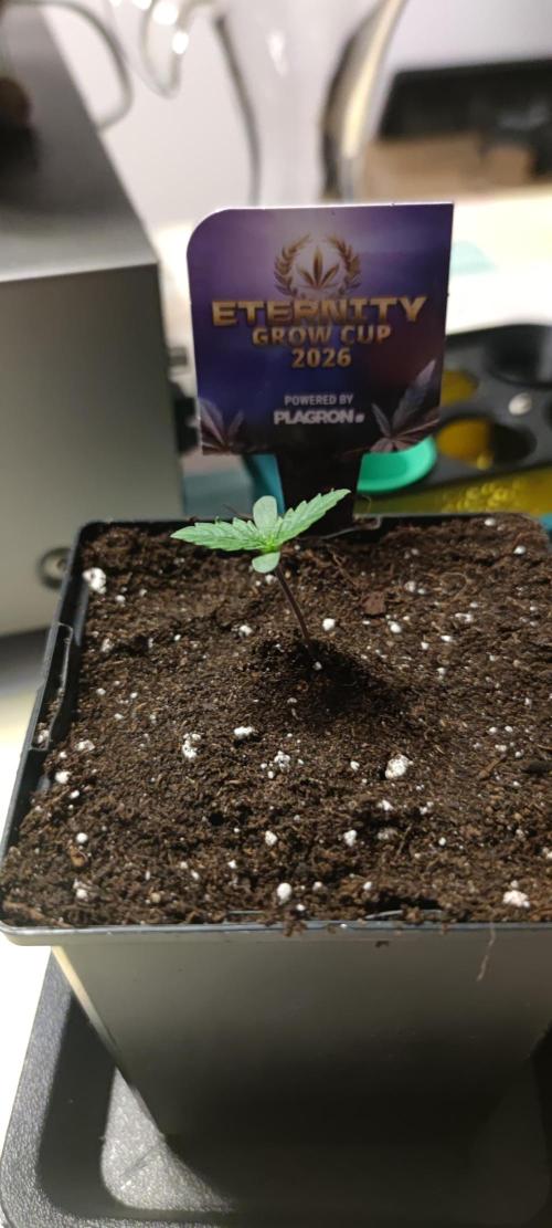 Eternity Grow Sticky Broccoli. Week 0