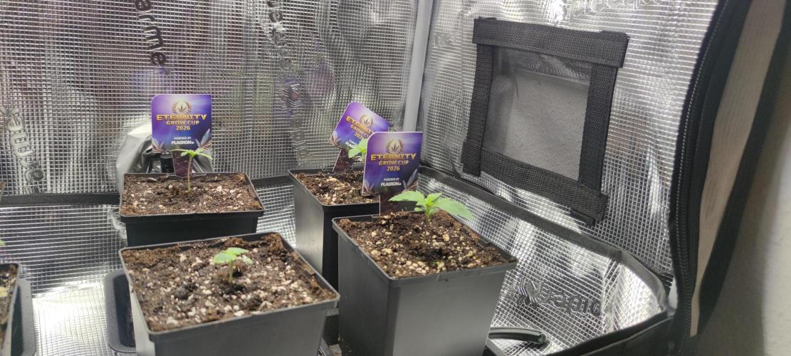 Eternity Grow Sticky Broccoli. Week 0