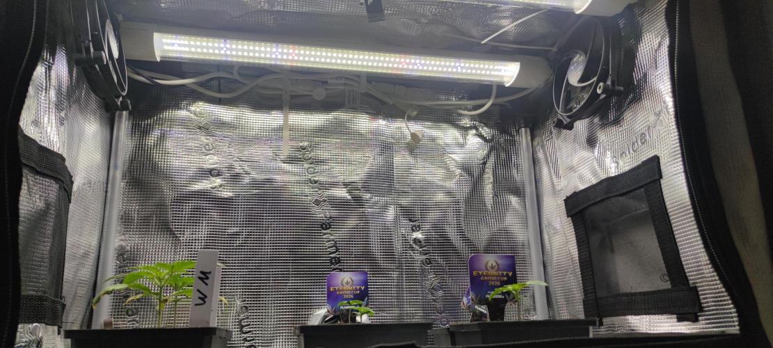 Eternity Grow Sticky Broccoli. Week 0