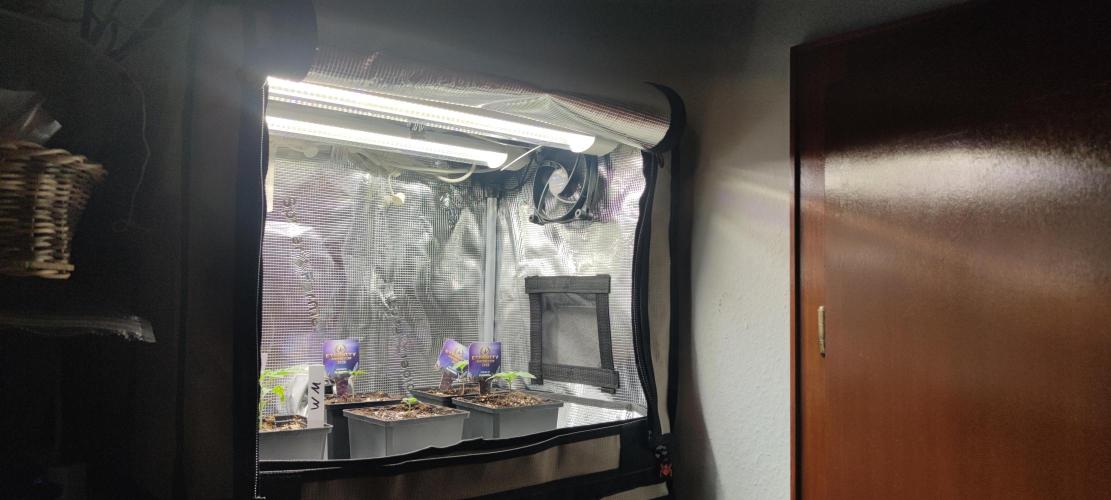 Eternity Grow Sticky Broccoli. Week 0