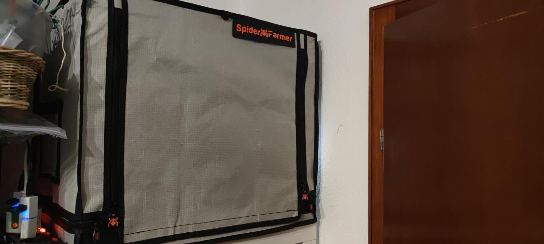 Eternity Grow Sticky Broccoli. Week 0