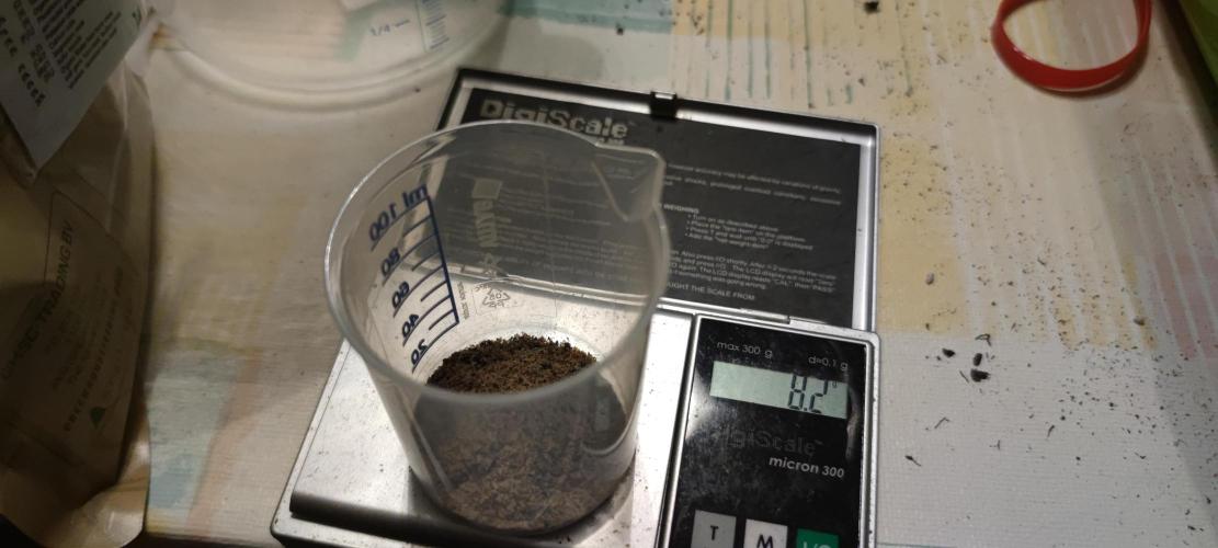 Eternity Grow Sticky Broccoli. Week 1