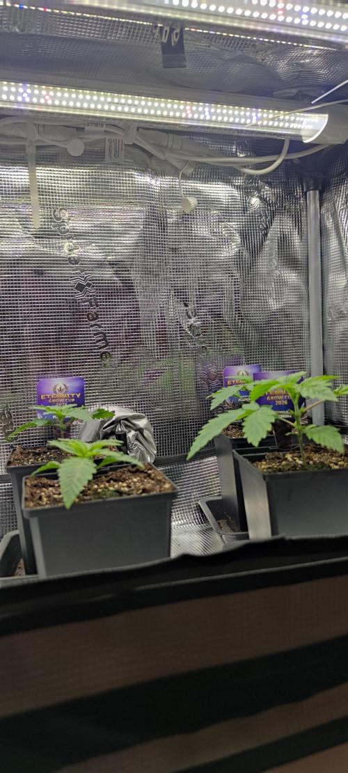 Eternity Grow Sticky Broccoli. Week 1