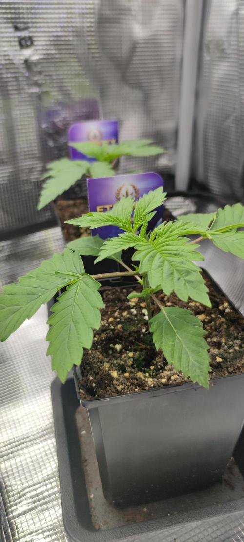 Eternity Grow Sticky Broccoli. Week 1