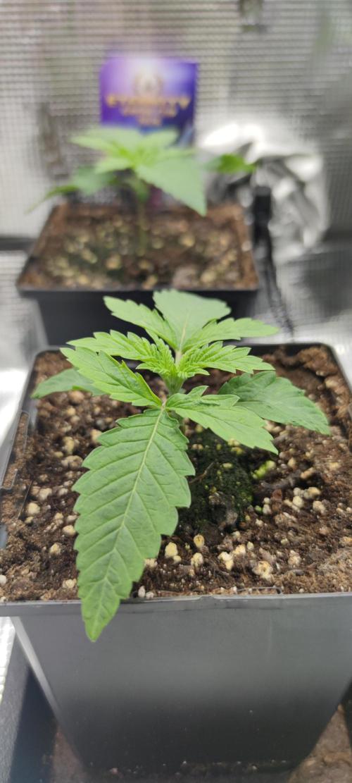 Eternity Grow Sticky Broccoli. Week 1