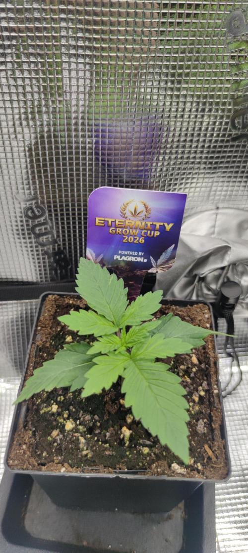 Eternity Grow Sticky Broccoli. Week 1