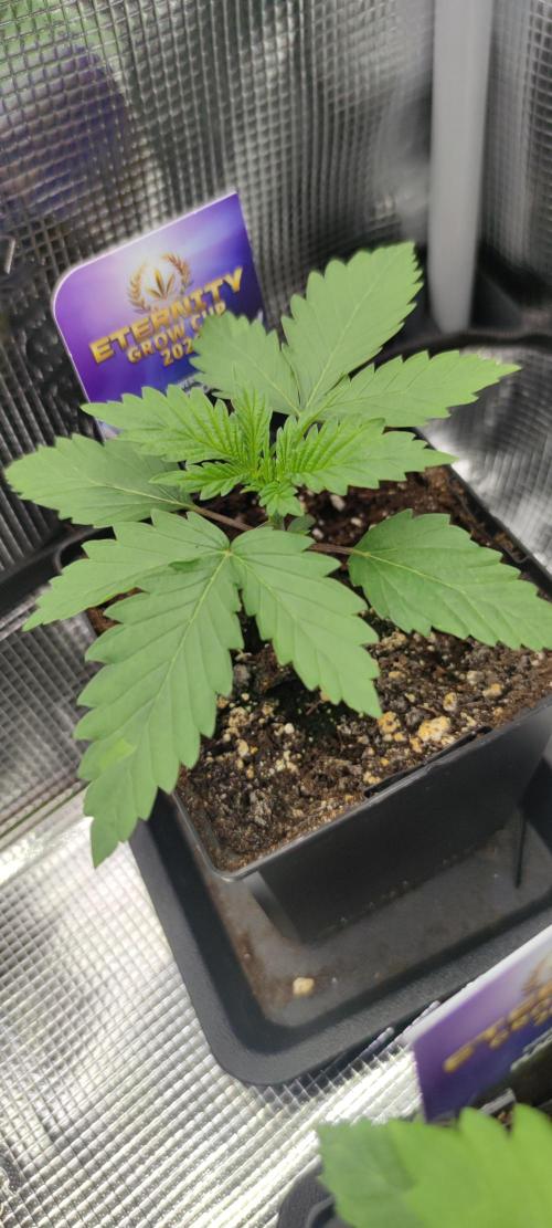 Eternity Grow Sticky Broccoli. Week 1