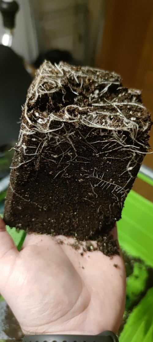 Eternity Grow Sticky Broccoli. Week 1