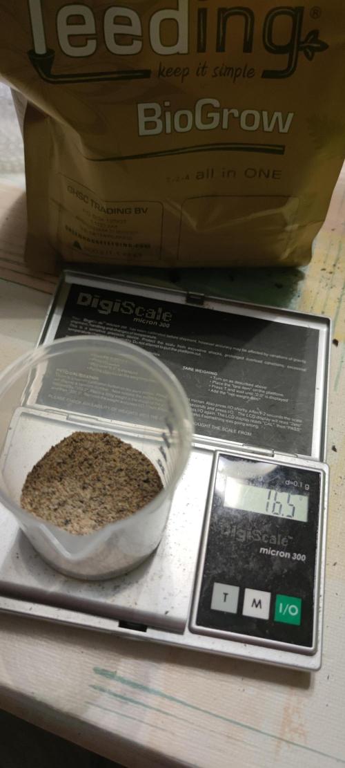 Eternity Grow Sticky Broccoli. Week 1