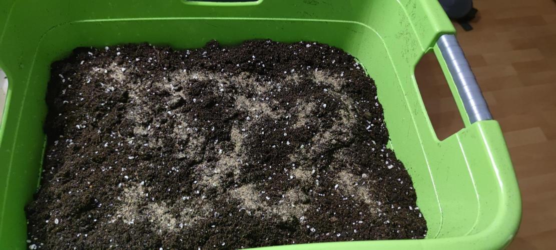 Eternity Grow Sticky Broccoli. Week 1