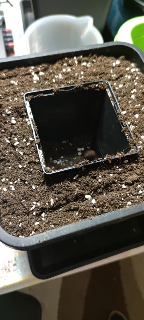 Eternity Grow Sticky Broccoli. Week 1