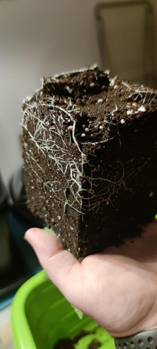 Eternity Grow Sticky Broccoli. Week 1