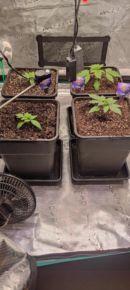 Eternity Grow Sticky Broccoli. Week 1