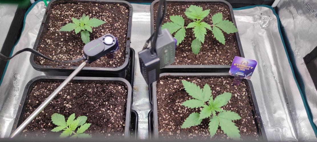 Eternity Grow Sticky Broccoli. Week 1