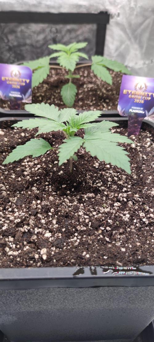 Eternity Grow Sticky Broccoli. Week 1