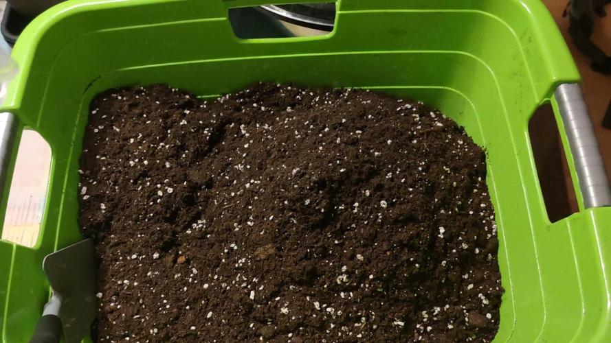 Eternity Grow Sticky Broccoli