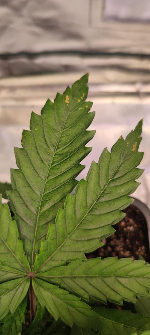 Watermelon Rqs photo. Week 2