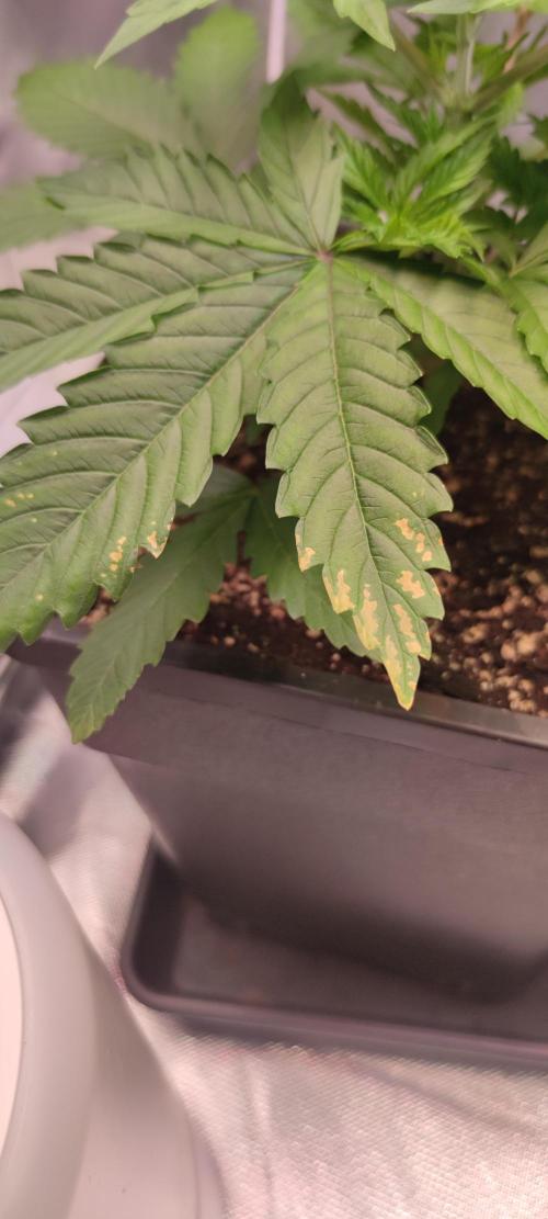 Watermelon Rqs photo. Week 2