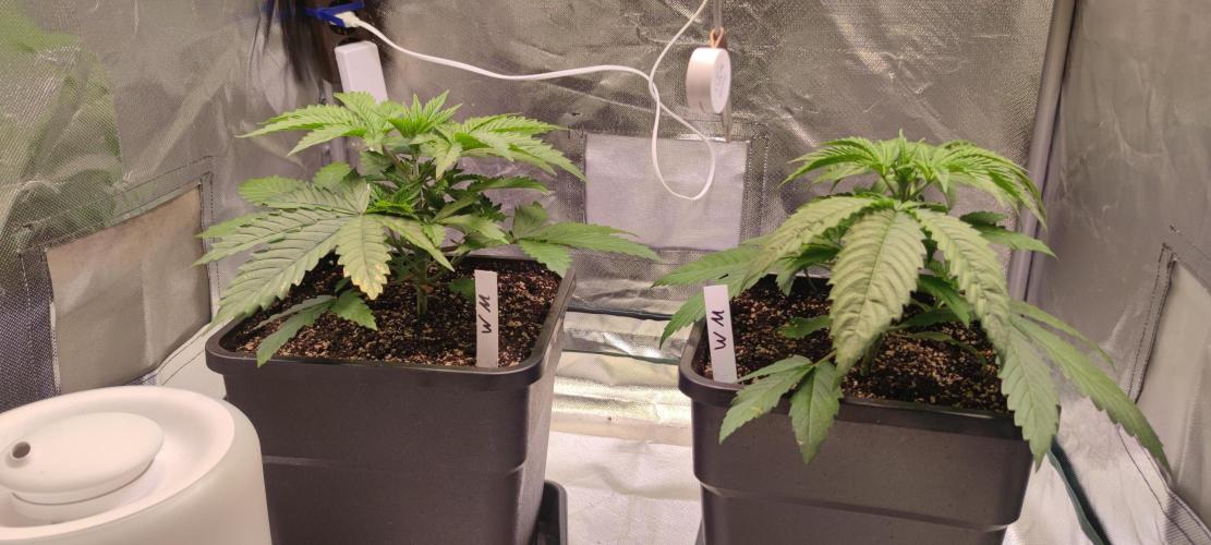 Watermelon Rqs photo. Week 2