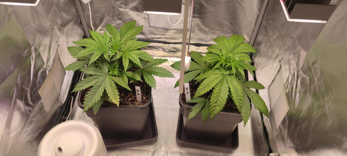 Watermelon Rqs photo. Week 2