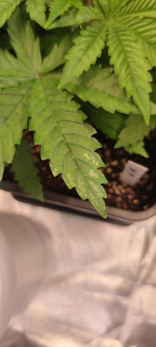 Watermelon Rqs photo. Week 2