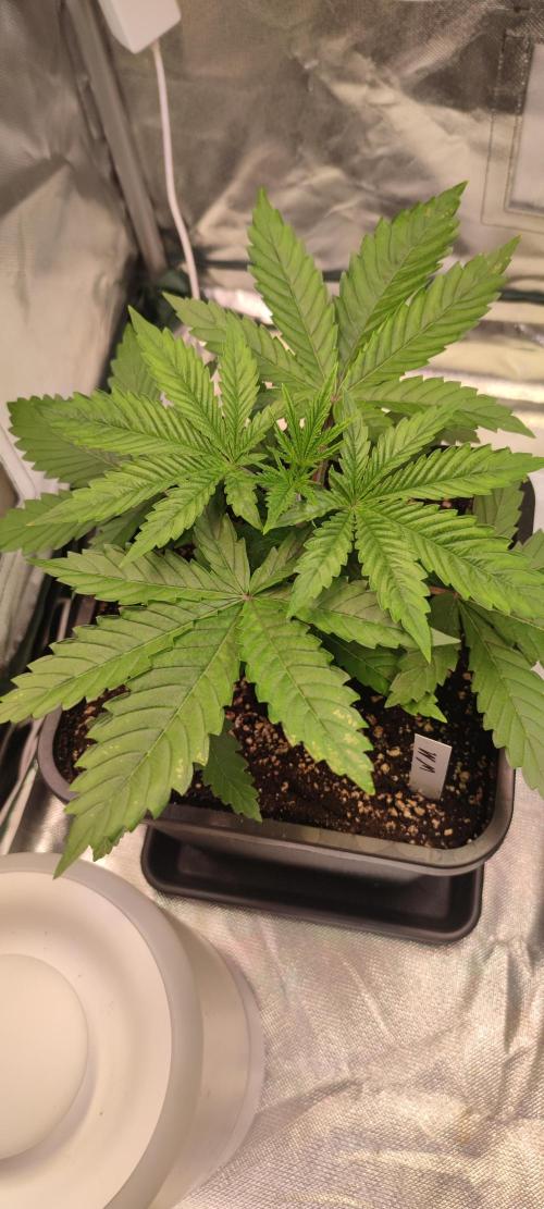 Watermelon Rqs photo. Week 2