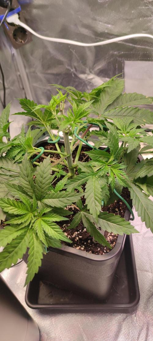 Watermelon Rqs photo. Week 3