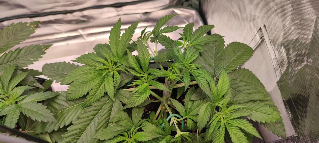 Watermelon Rqs photo. Week 3