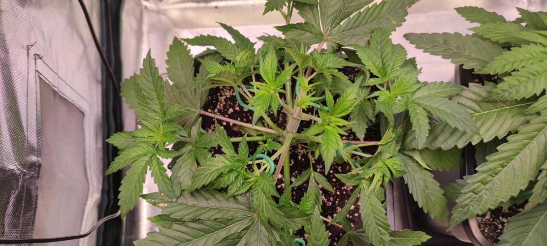 Watermelon Rqs photo. Week 3