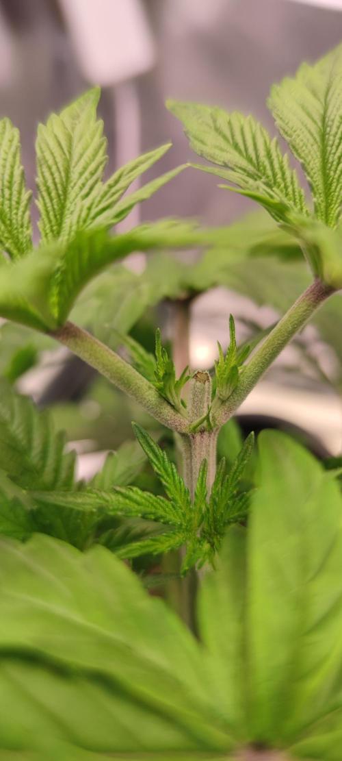 Watermelon Rqs photo. Week 3