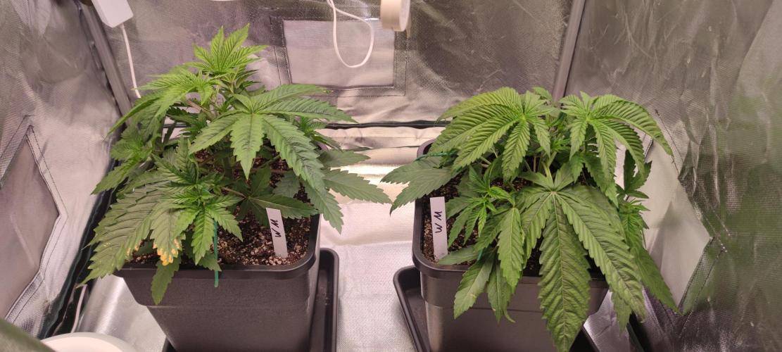 Watermelon Rqs photo. Week 3