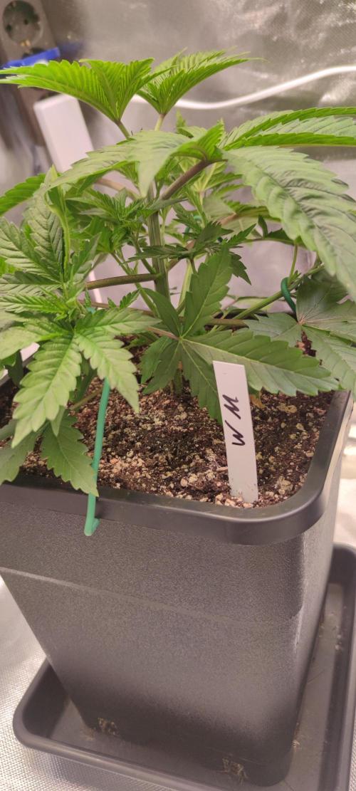 Watermelon Rqs photo. Week 3