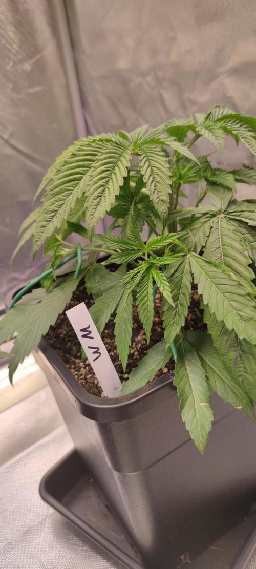 Watermelon Rqs photo. Week 3