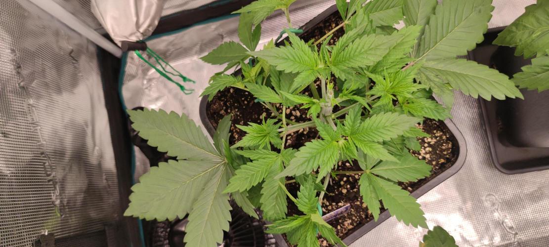 Eternity Grow Sticky Broccoli. Week 2