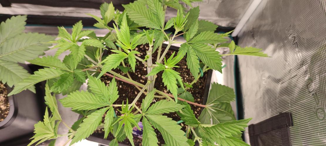 Eternity Grow Sticky Broccoli. Week 2