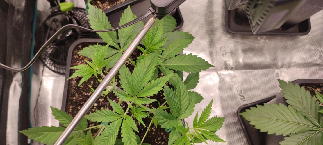 Eternity Grow Sticky Broccoli. Week 2