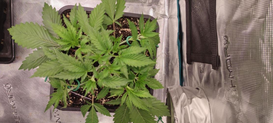 Eternity Grow Sticky Broccoli. Week 2