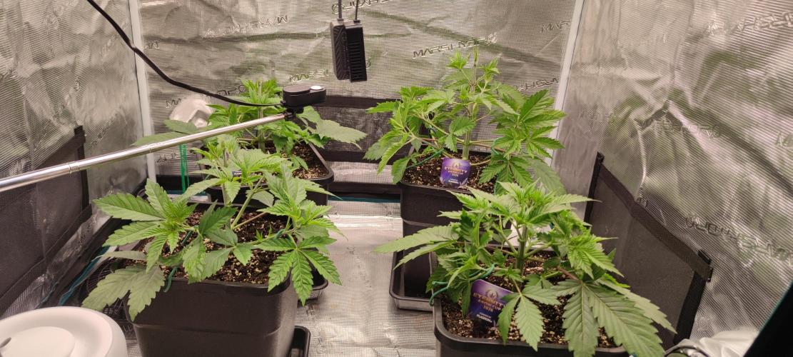 Eternity Grow Sticky Broccoli. Week 2