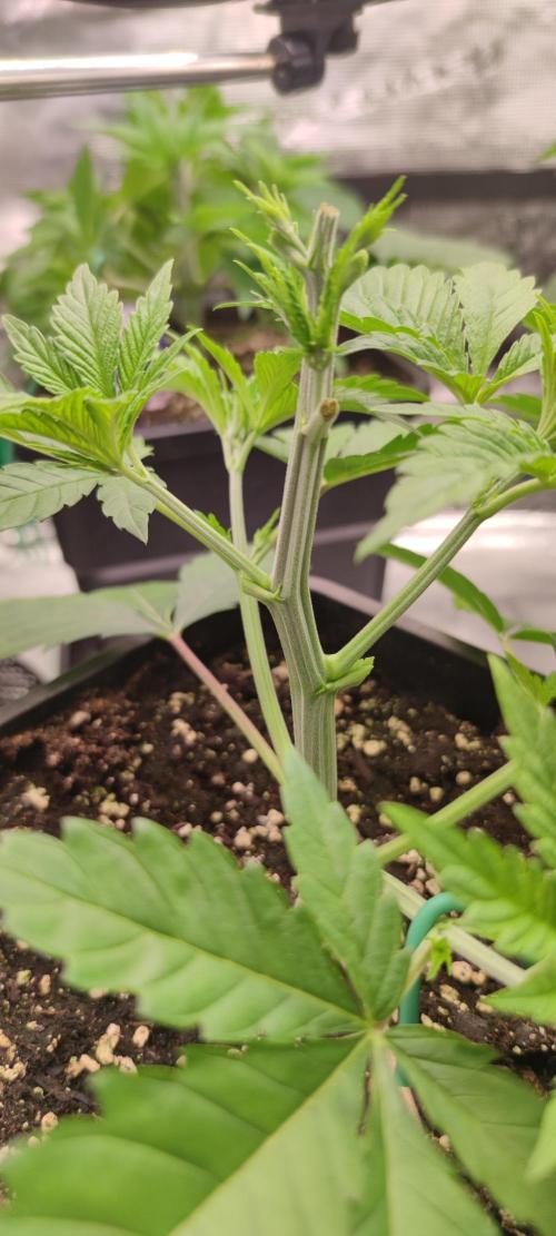 Eternity Grow Sticky Broccoli. Week 2