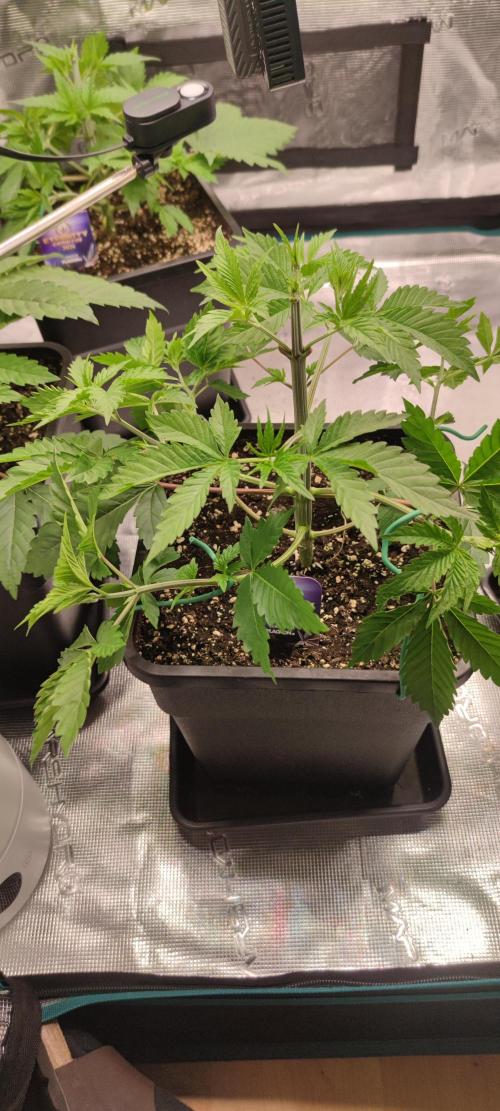 Eternity Grow Sticky Broccoli. Week 2