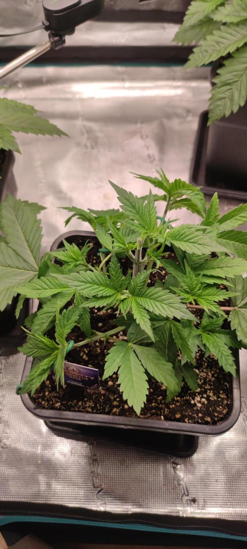 Eternity Grow Sticky Broccoli. Week 2