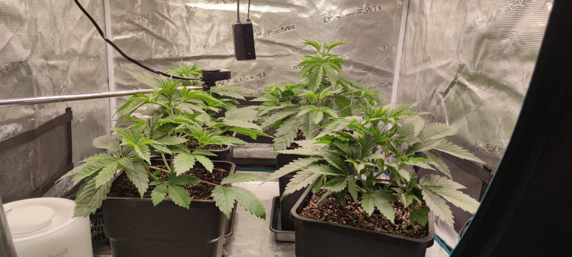 Eternity Grow Sticky Broccoli. Week 2