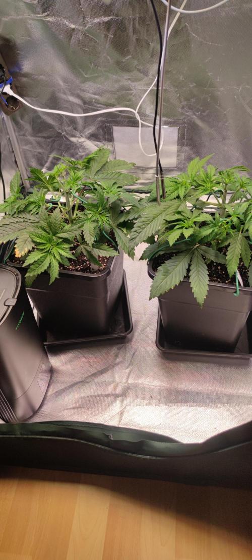 Eternity Grow Sticky Broccoli. Week 2