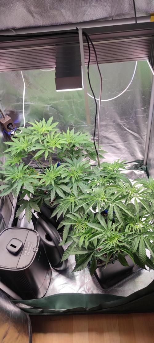 Watermelon Rqs photo. Week 3