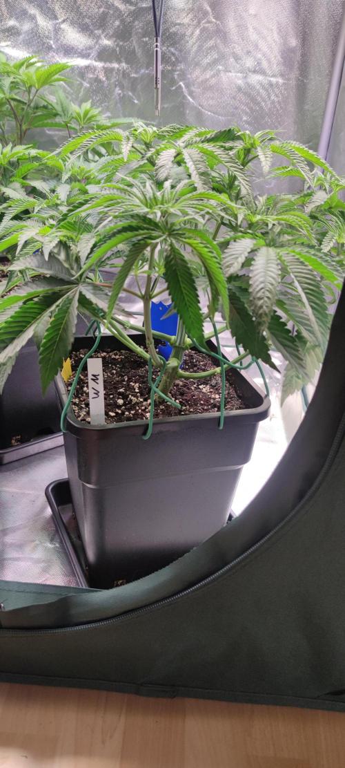 Watermelon Rqs photo. Week 3